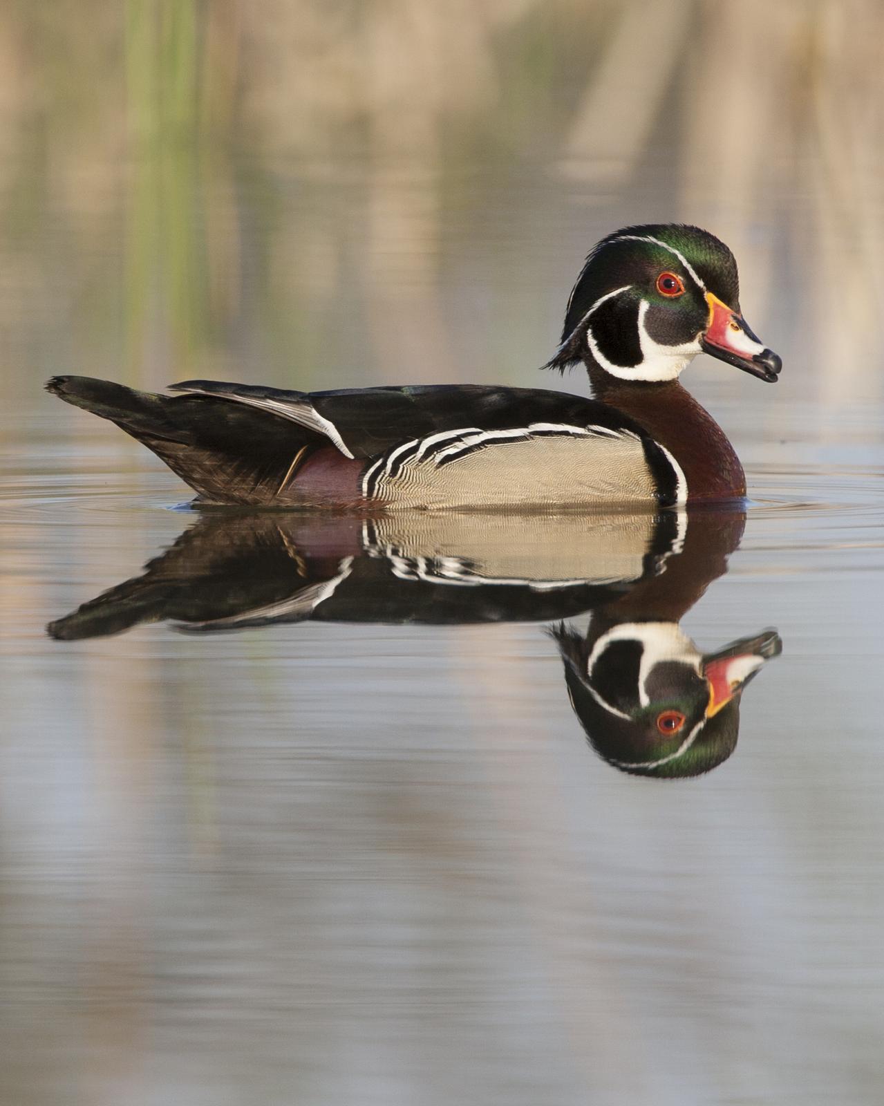 Wood Duck Photo by Jeff Moore