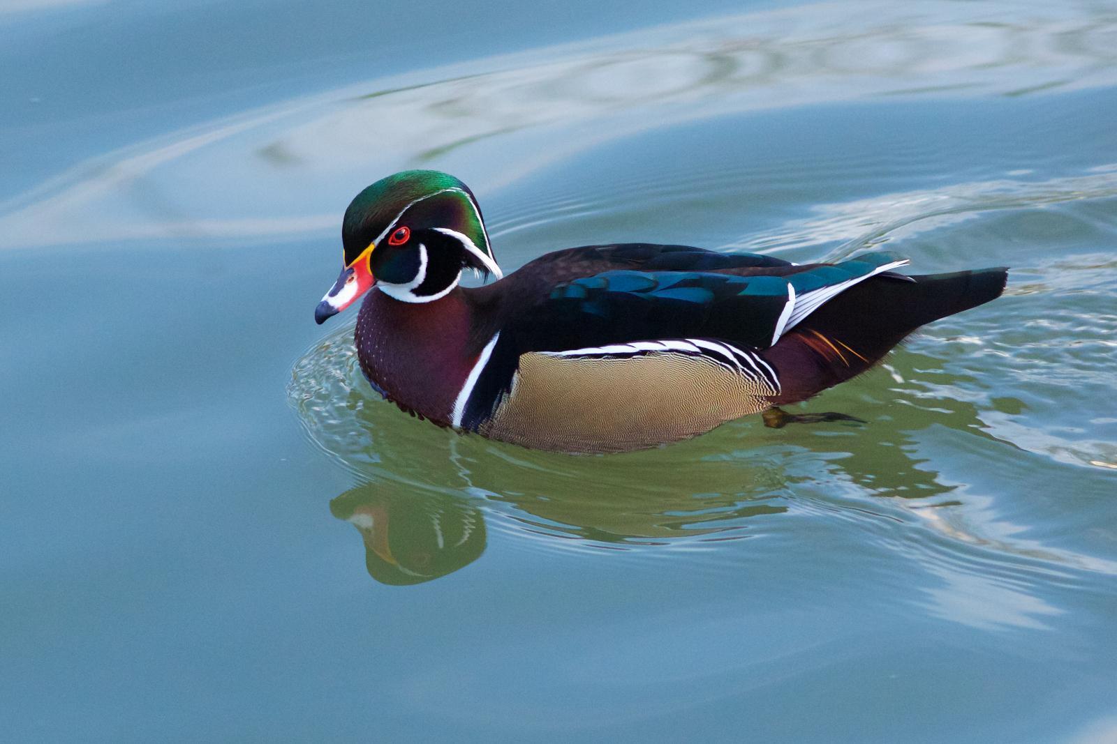 Wood Duck Photo by Robin Horn