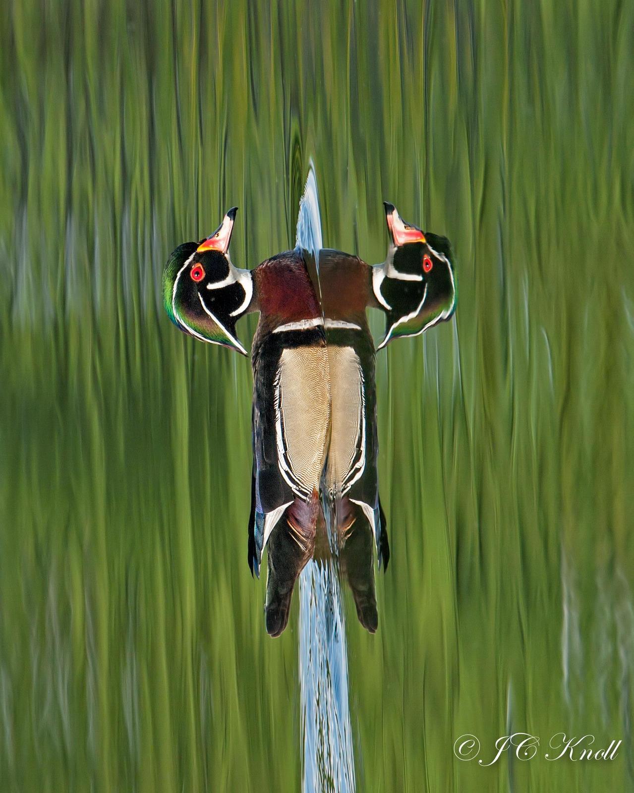 Wood Duck Photo by JC Knoll