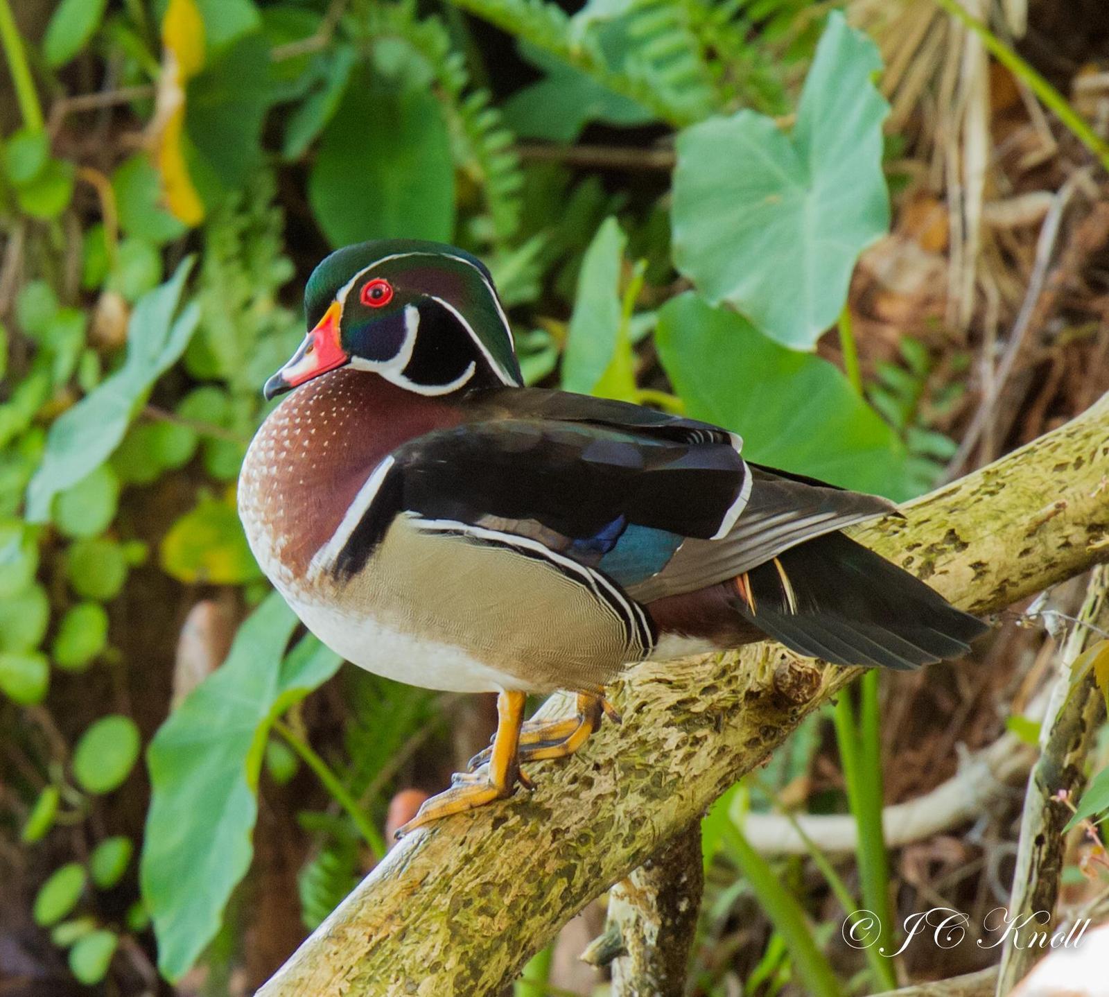 Wood Duck Photo by JC Knoll