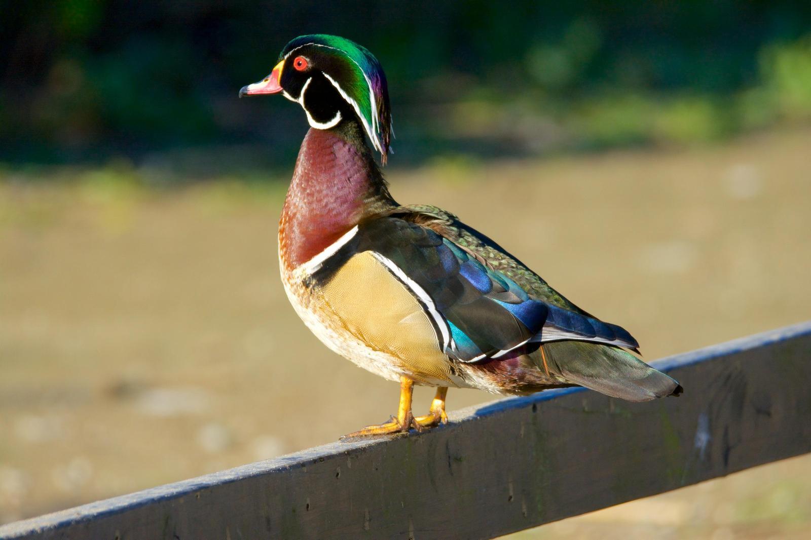 Wood Duck Photo by Brian Avent