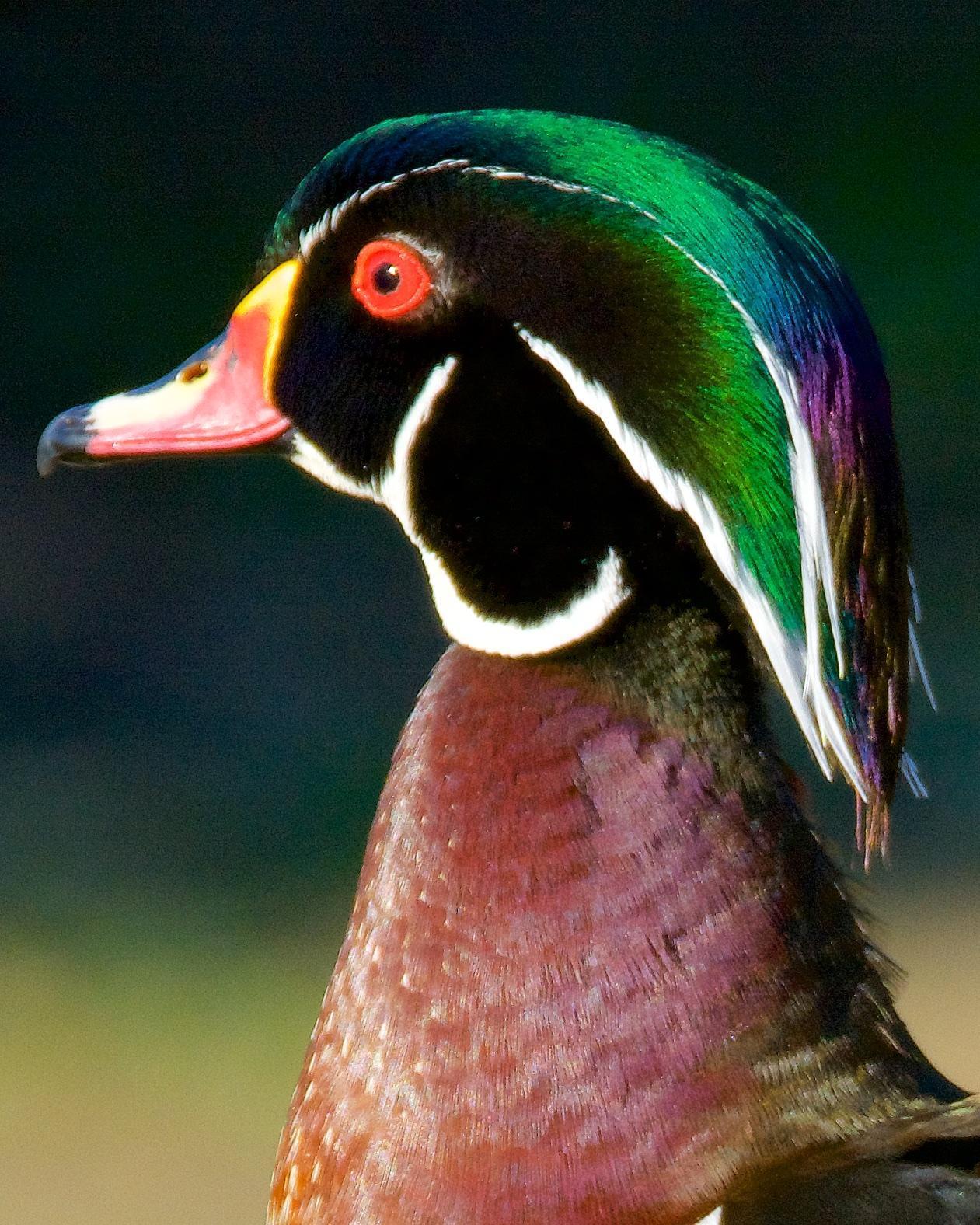 Wood Duck Photo by Brian Avent