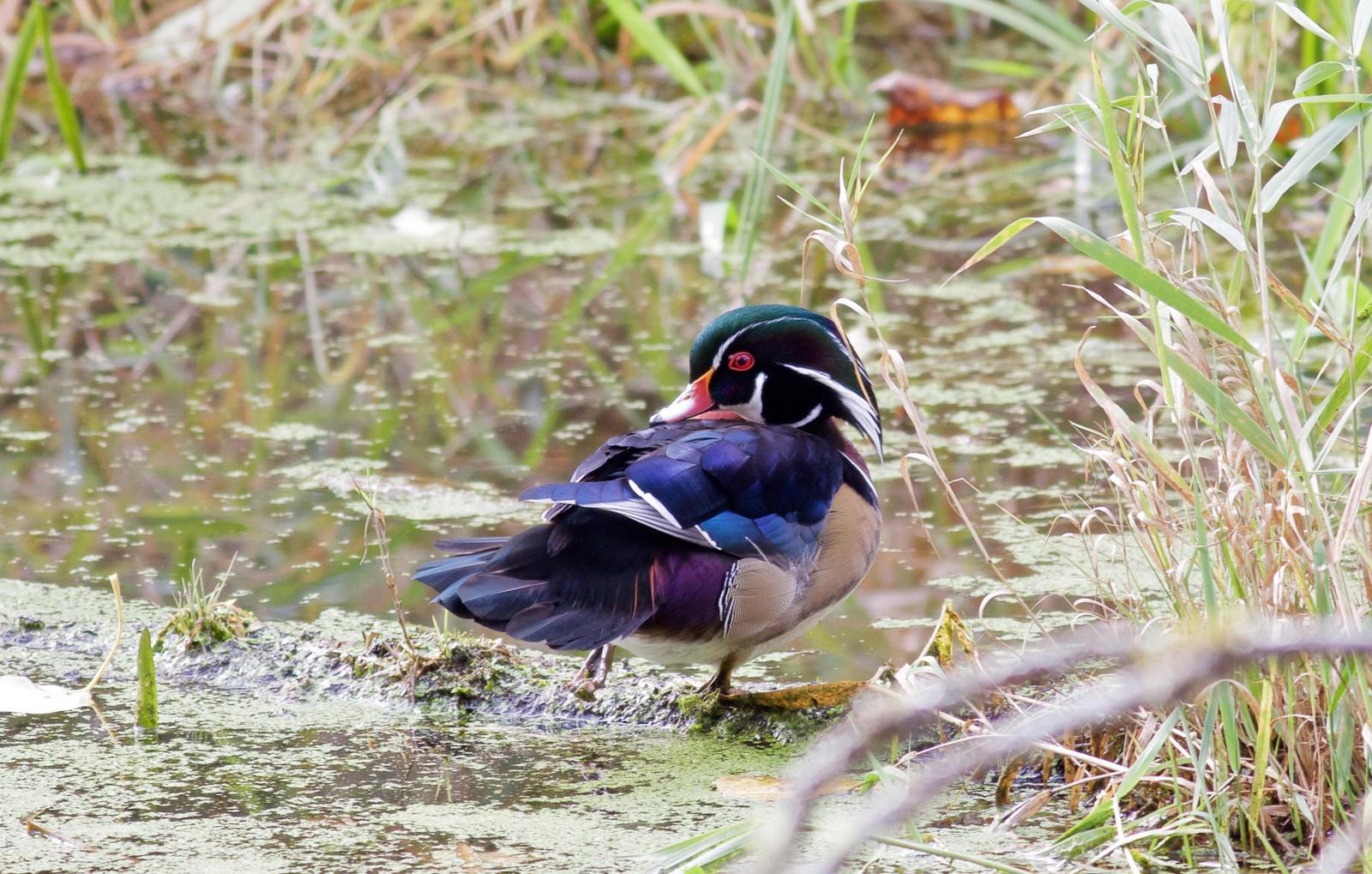 Wood Duck Photo by Kathryn Keith