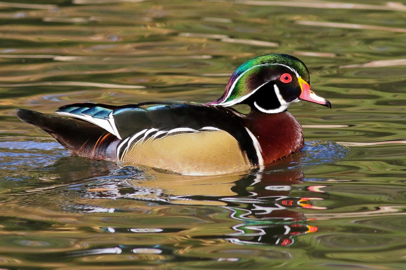 Wood Duck Photo by Tom Ford-Hutchinson