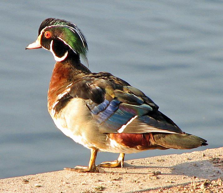 Wood Duck Photo by Tom Gannon