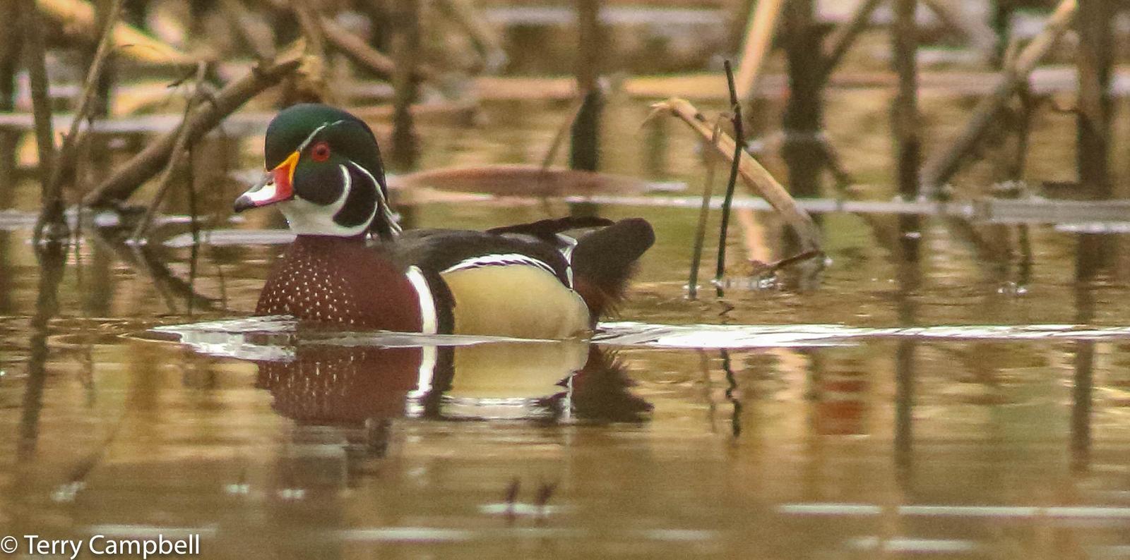 Wood Duck Photo by Terry Campbell