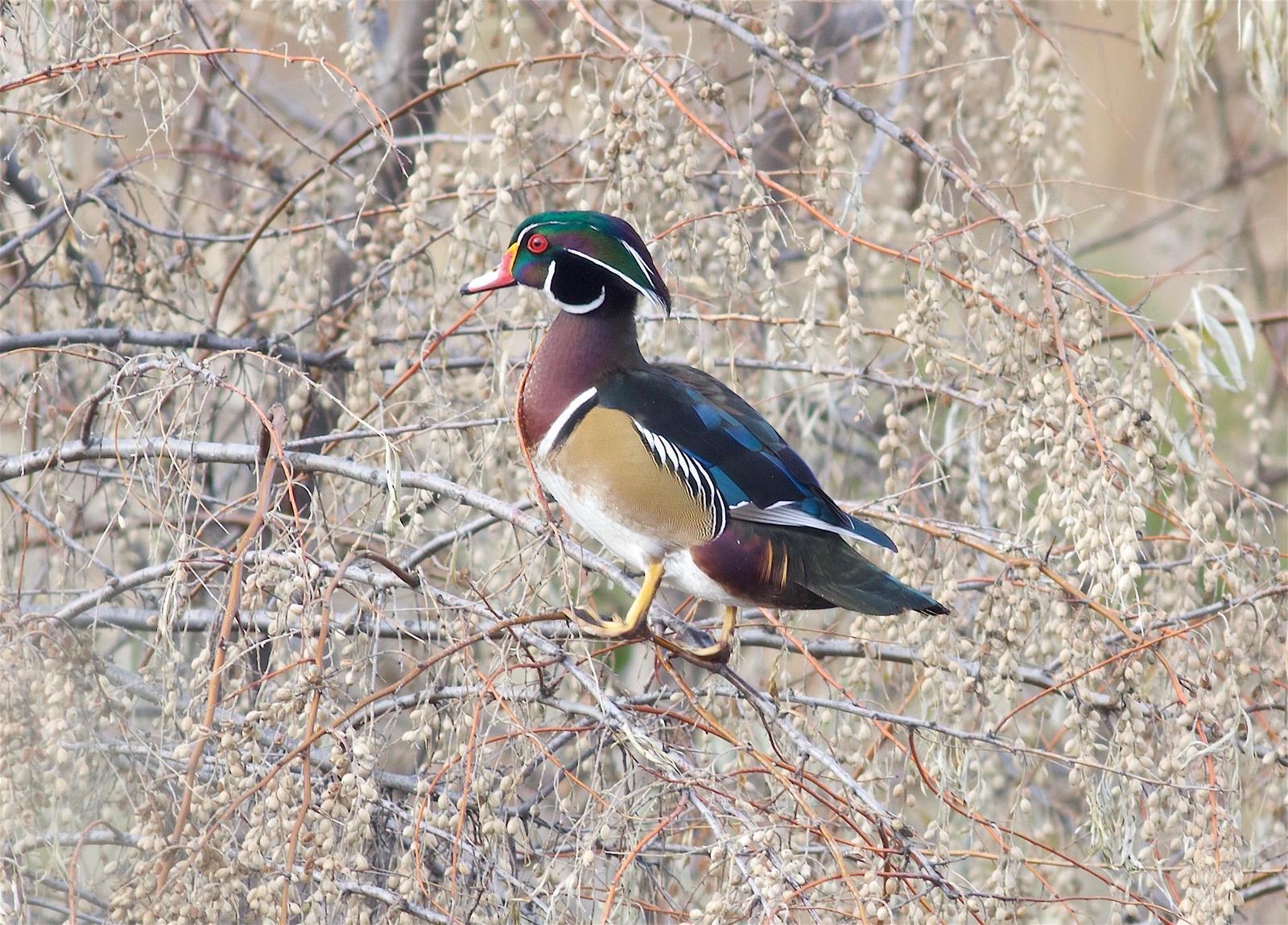 Wood Duck Photo by Kathryn Keith