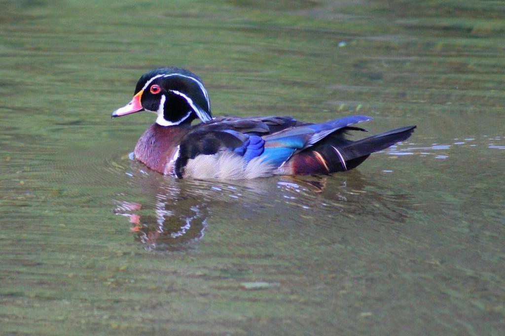 Wood Duck Photo by Ruth Morrissette