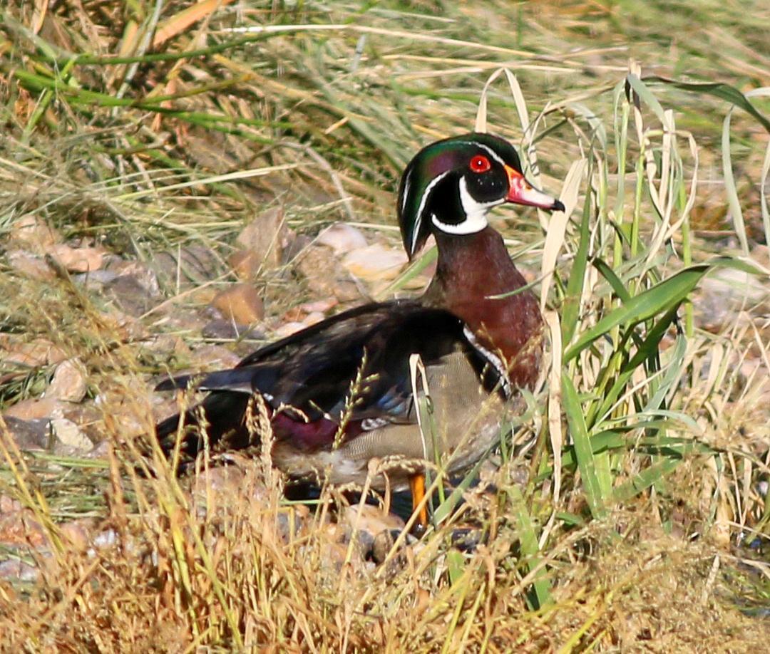 Wood Duck Photo by Tom Gannon