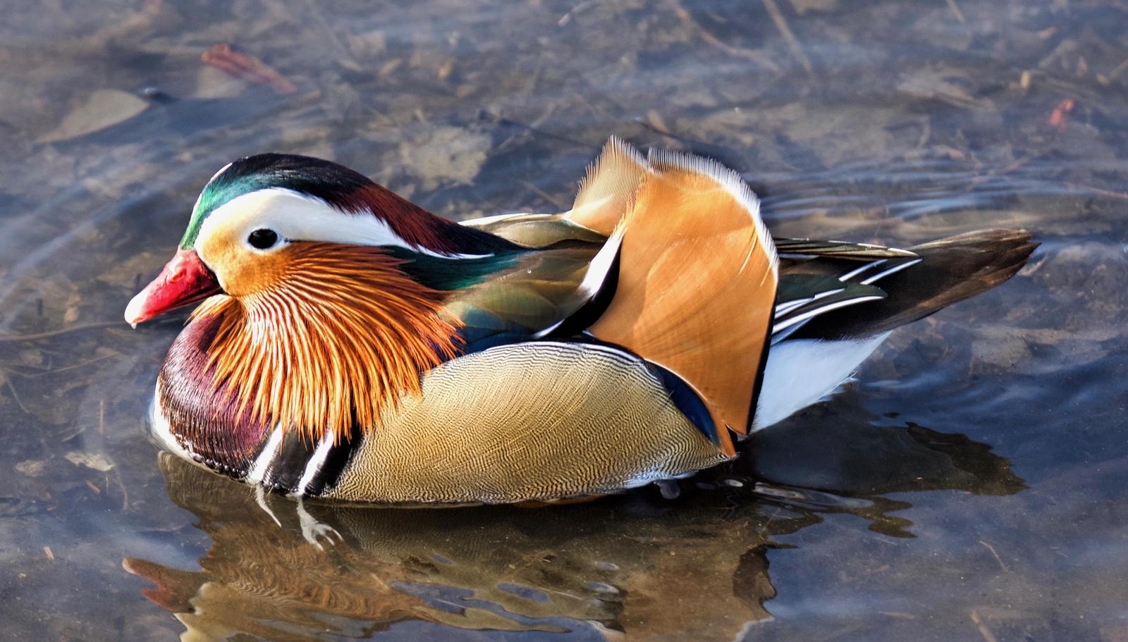 Mandarin Duck Photo by Brian Avent