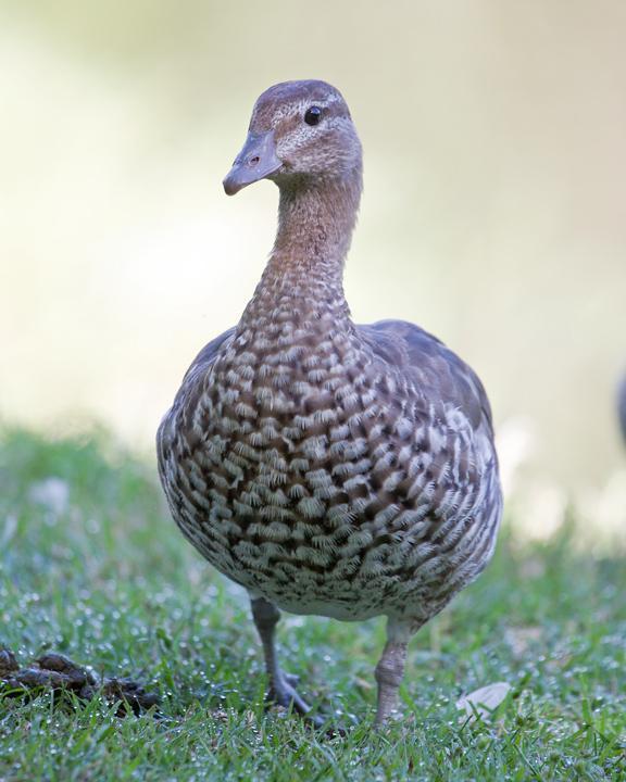 Maned Duck Photo by Mat Gilfedder