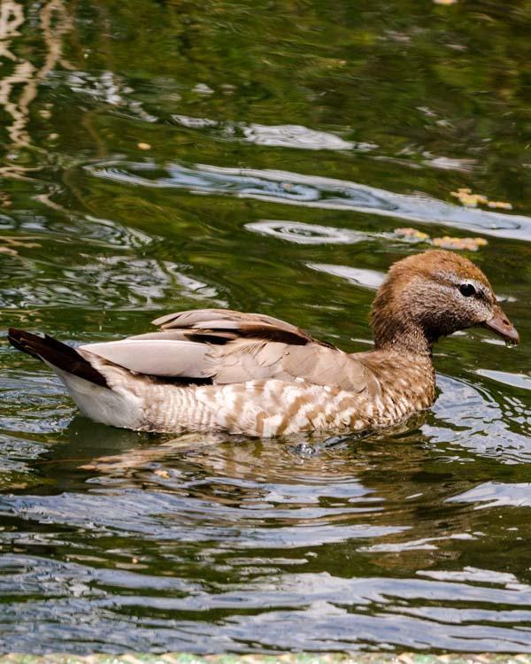 Maned Duck Photo by Bob Hasenick