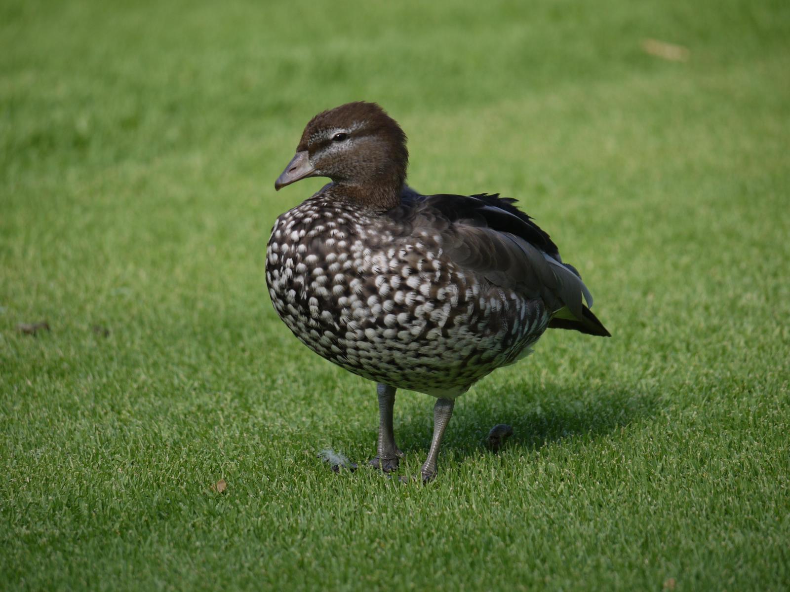 Maned Duck Photo by Peter Lowe