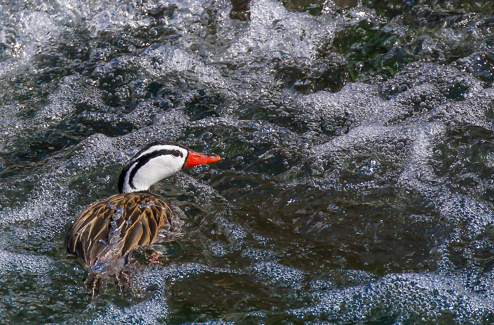Torrent Duck Photo by Bob Speare