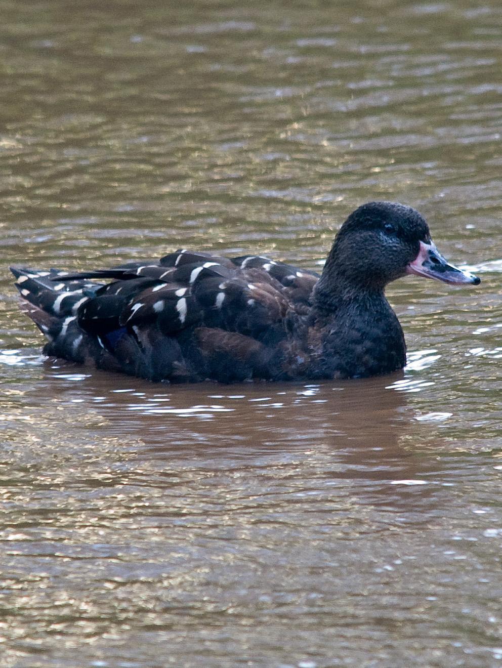 African Black Duck Photo by Carol Foil
