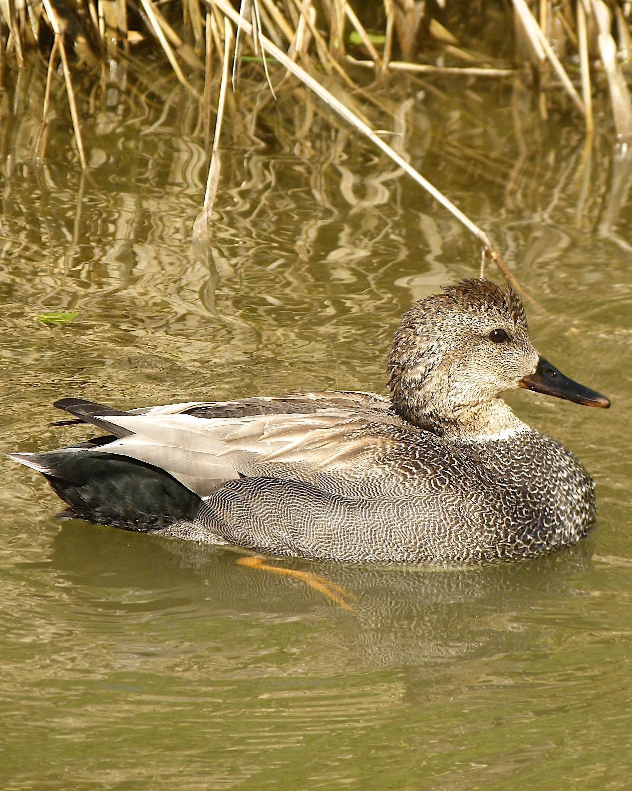 Gadwall Photo by Brian Avent