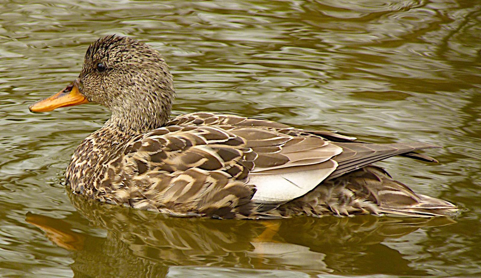 Gadwall Photo by Brian Avent