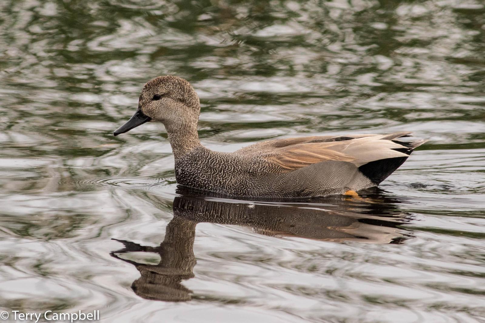 Gadwall Photo by Terry Campbell