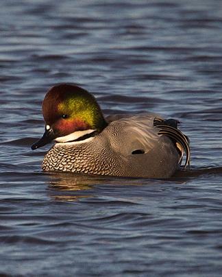 Falcated Duck Photo by Christopher Taylor