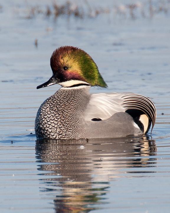 Falcated Duck Photo by Robert Lewis