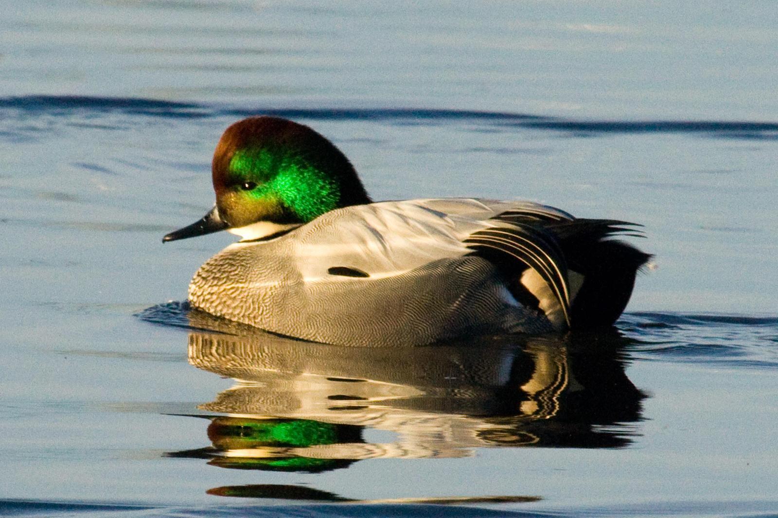 Falcated Duck Photo by Donna Pomeroy