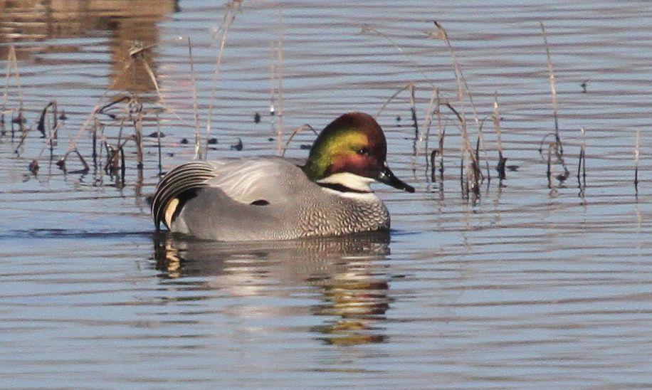 Falcated Duck Photo by Vicki Miller