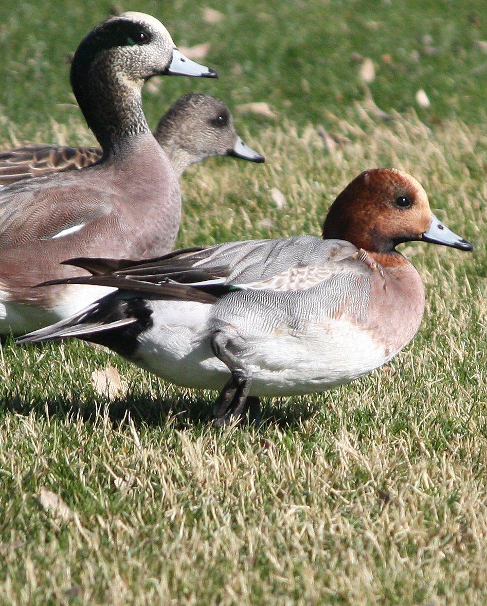 Eurasian Wigeon Photo by Andrew Core