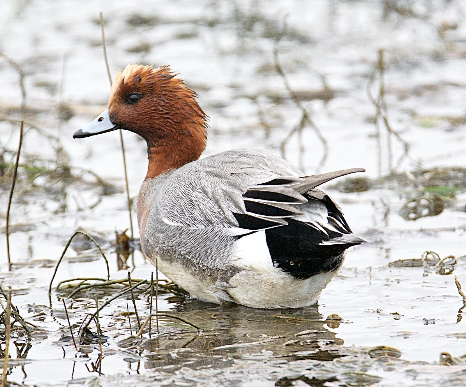 Eurasian Wigeon Photo by Brian Avent