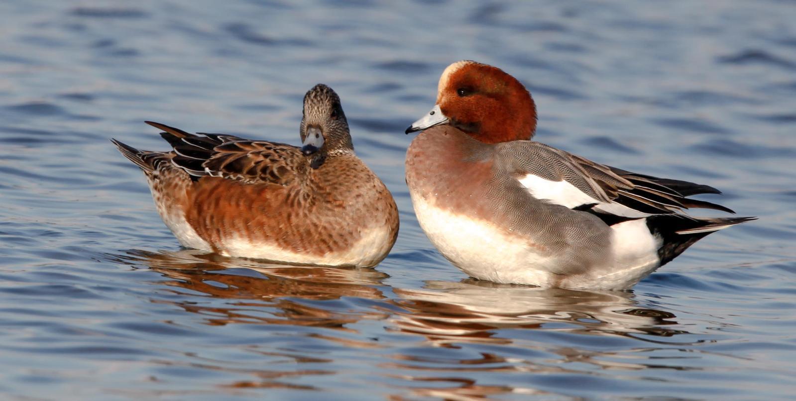 Eurasian Wigeon Photo by Lucy Wightman