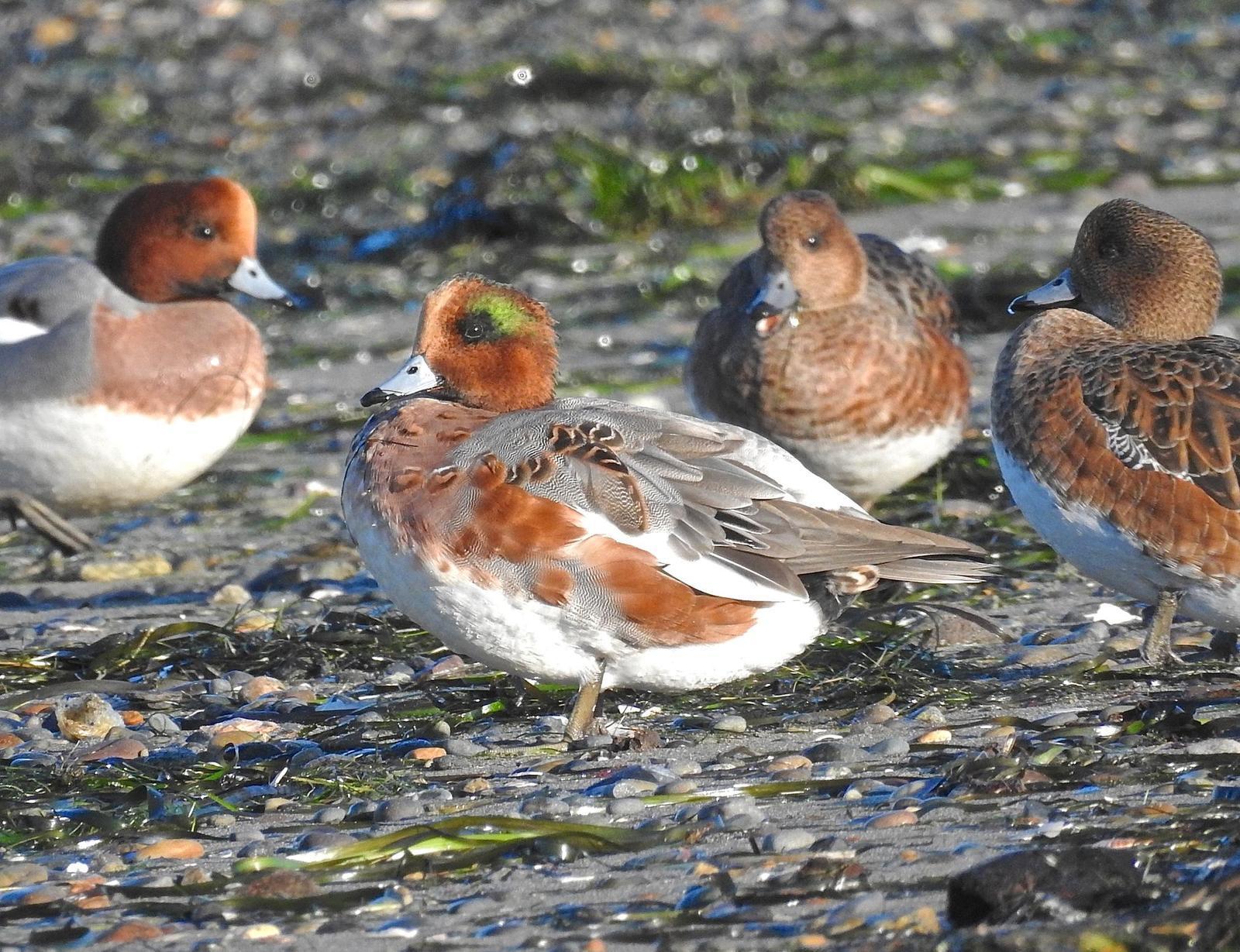 Eurasian Wigeon Photo by Brian Avent