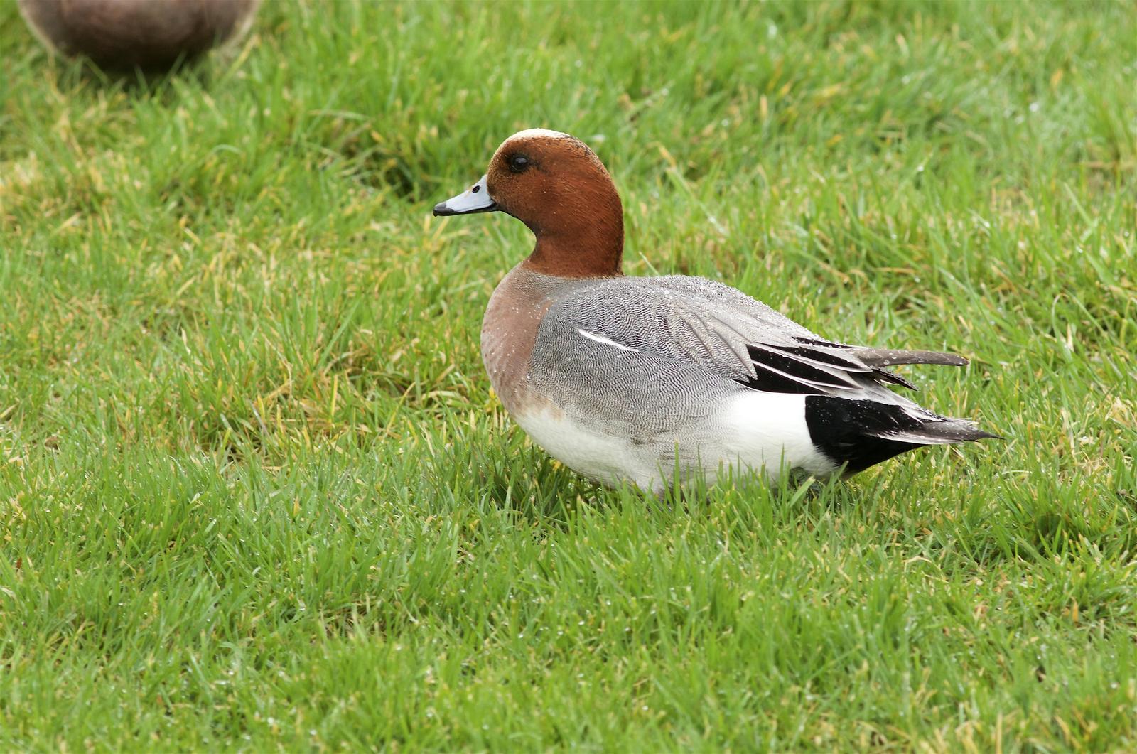 Eurasian Wigeon Photo by Kathryn Keith