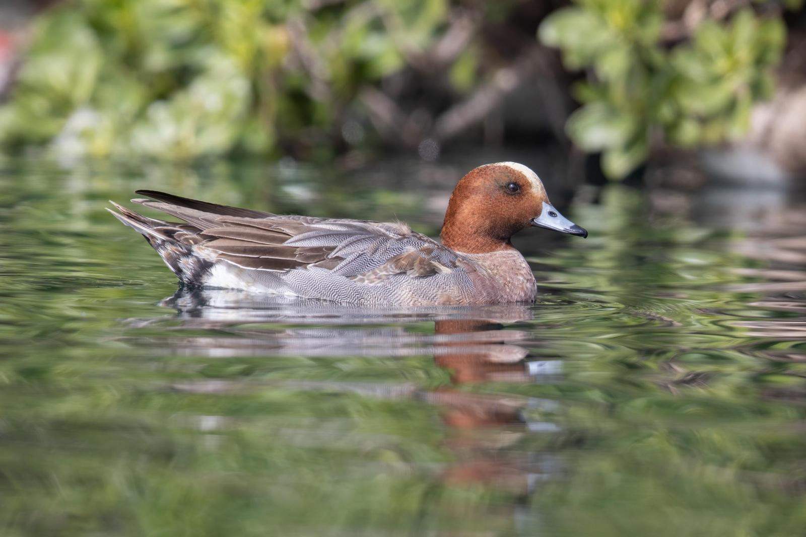 Eurasian Wigeon Photo by Tom Ford-Hutchinson