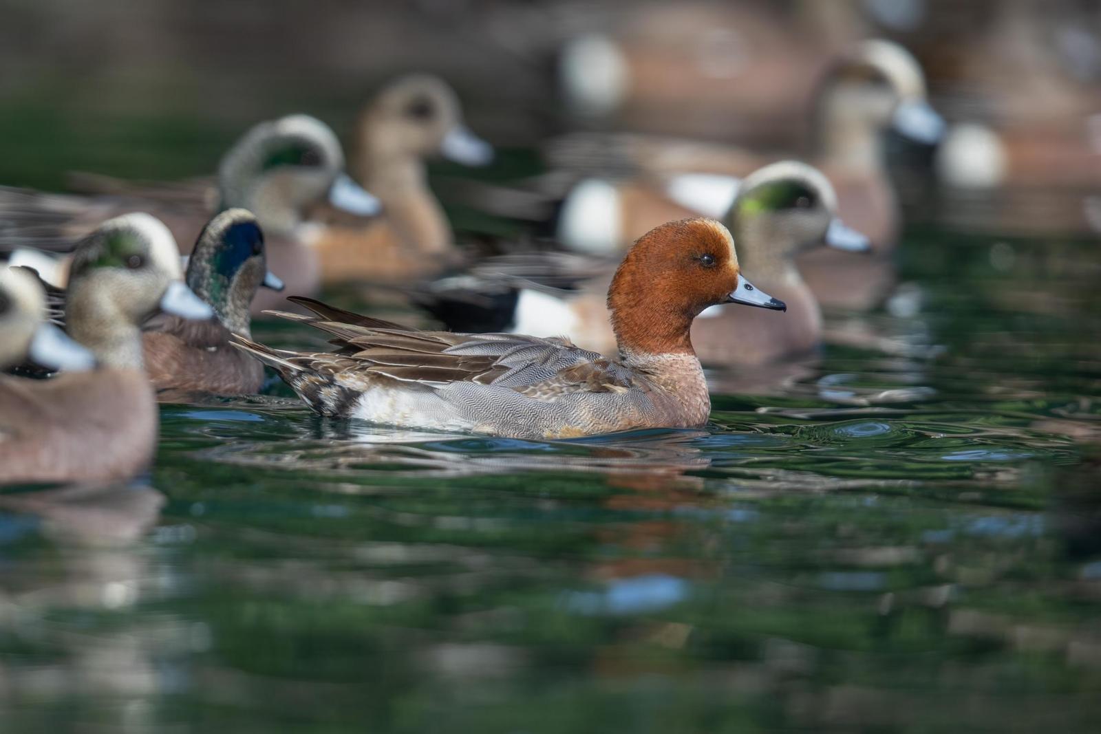Eurasian Wigeon Photo by Tom Ford-Hutchinson