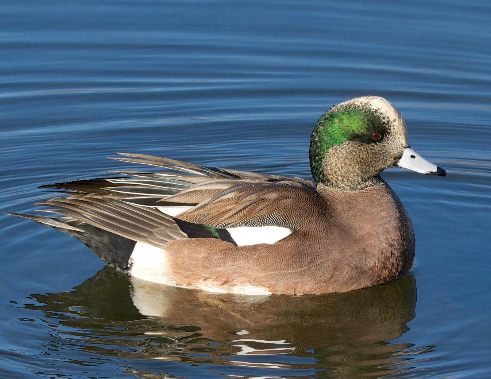 American Wigeon Photo by Brian Avent