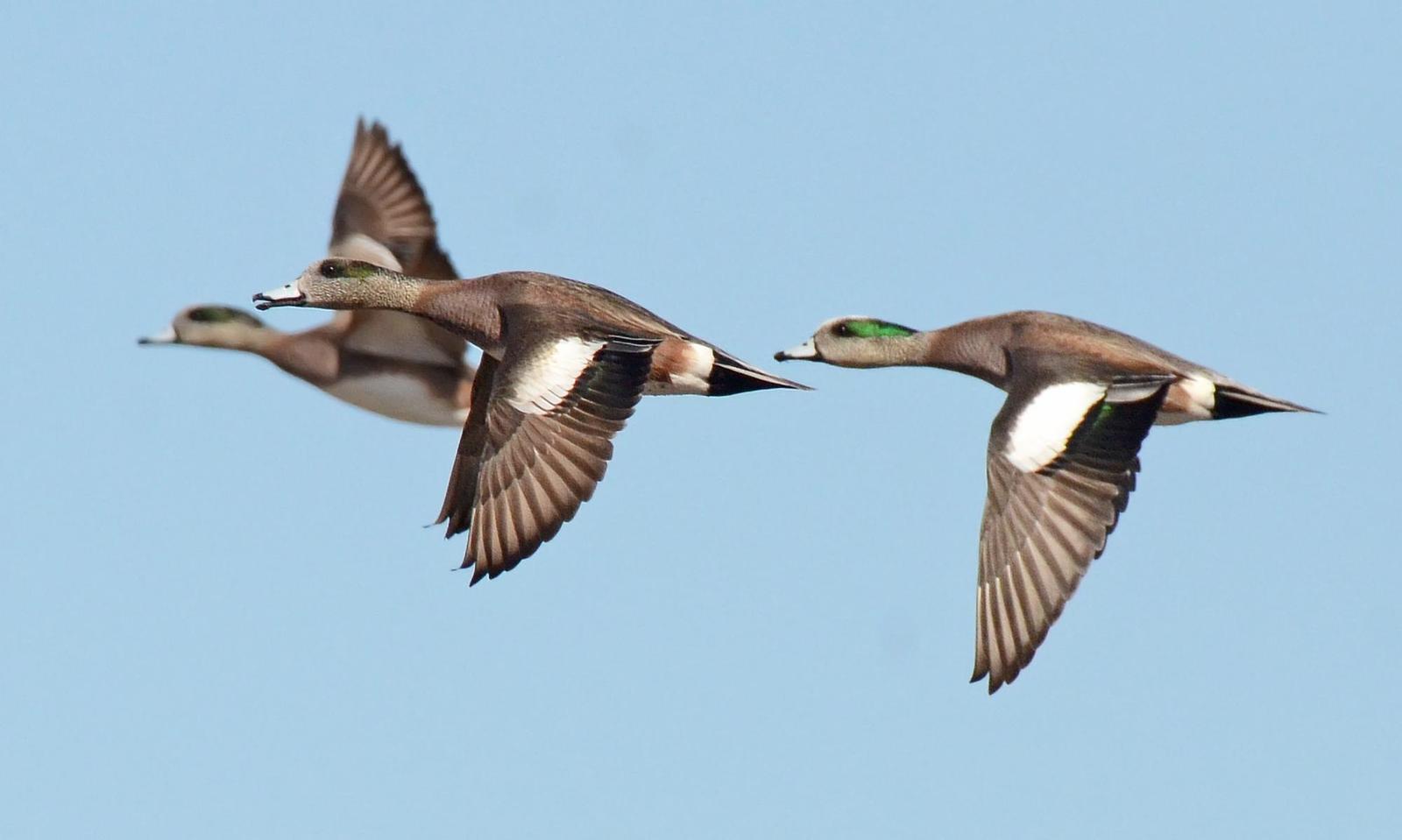 American Wigeon Photo by Steven Mlodinow