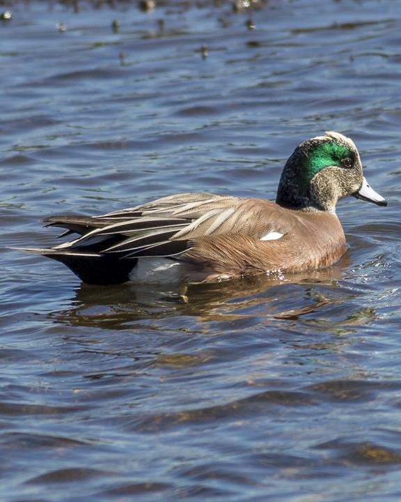 American Wigeon Photo by Anthony Gliozzo
