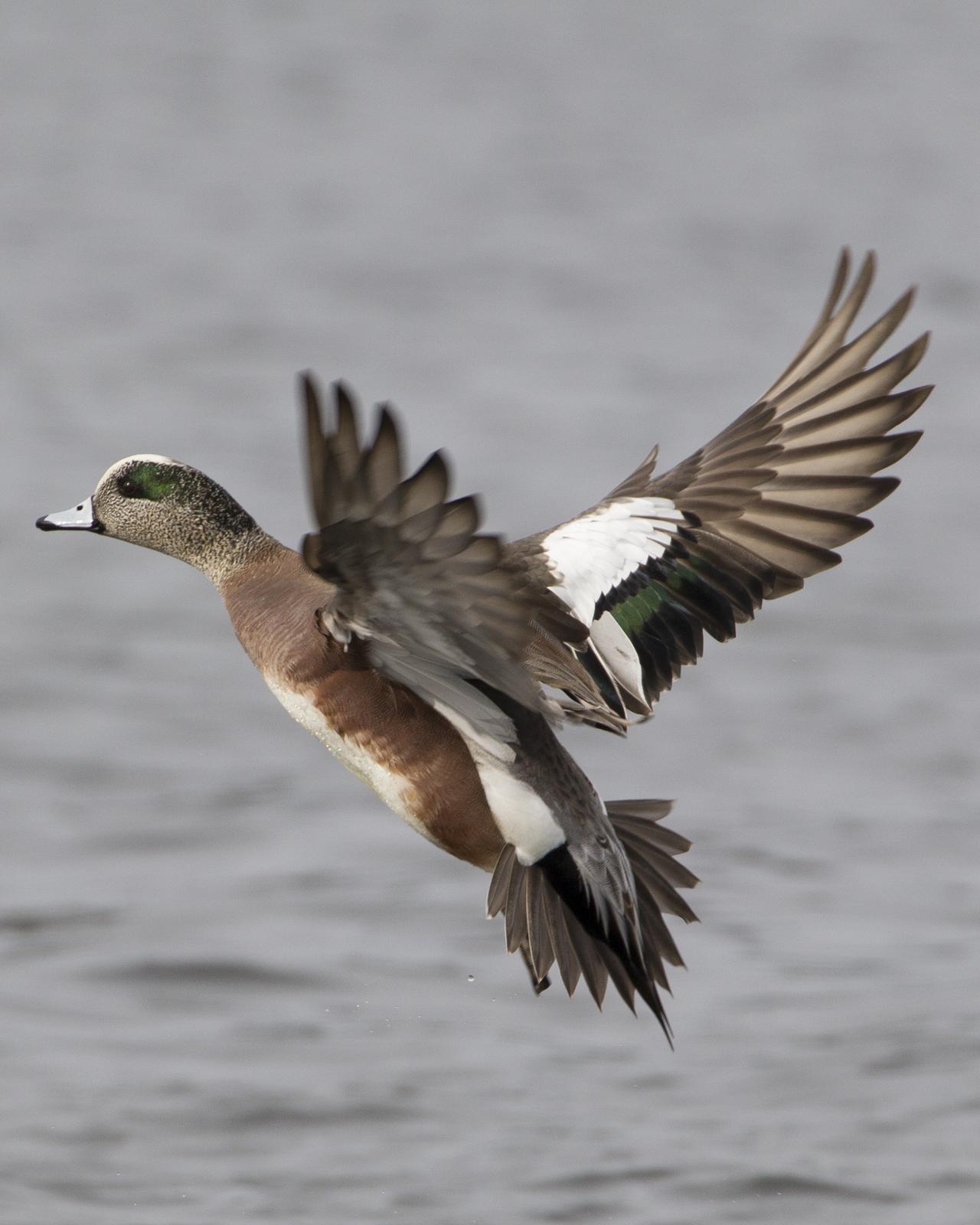 American Wigeon Photo by Jeff Moore