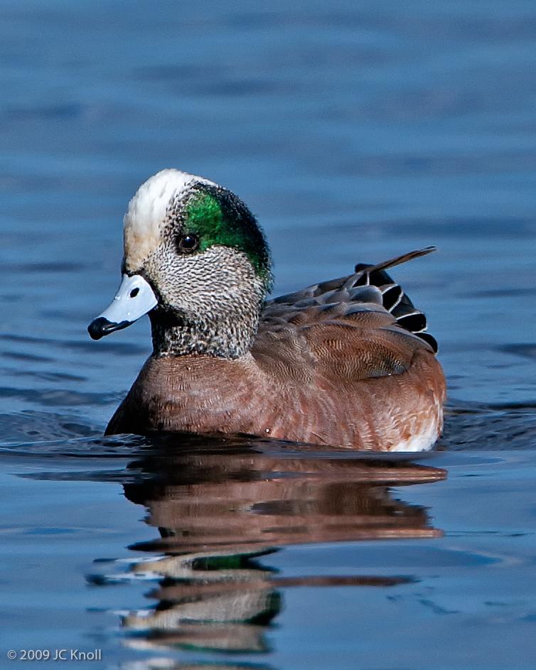 American Wigeon Photo by JC Knoll