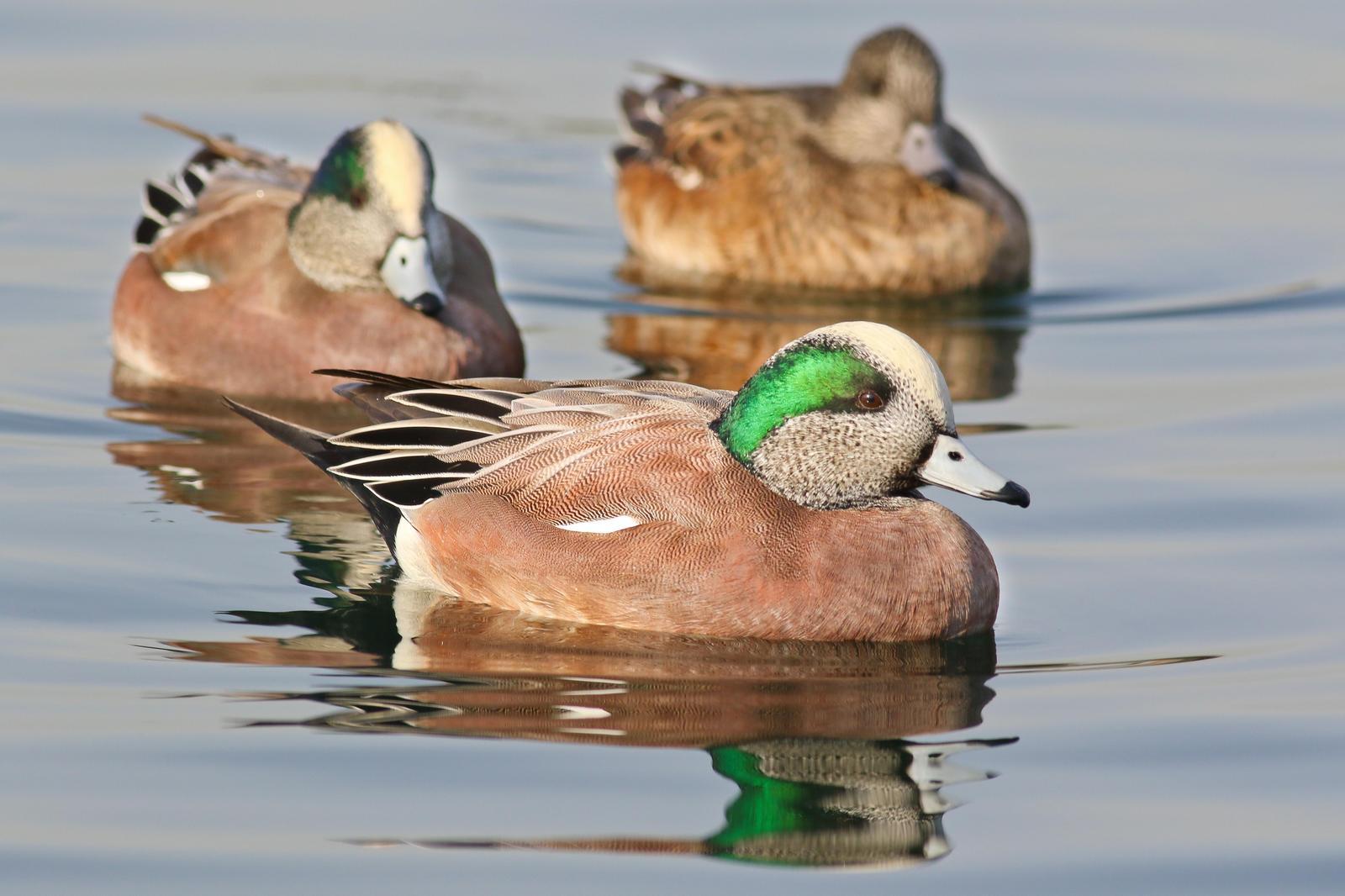 American Wigeon Photo by Tom Ford-Hutchinson