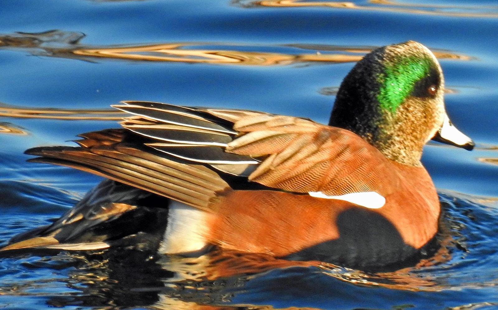 American Wigeon Photo by Tom Gannon