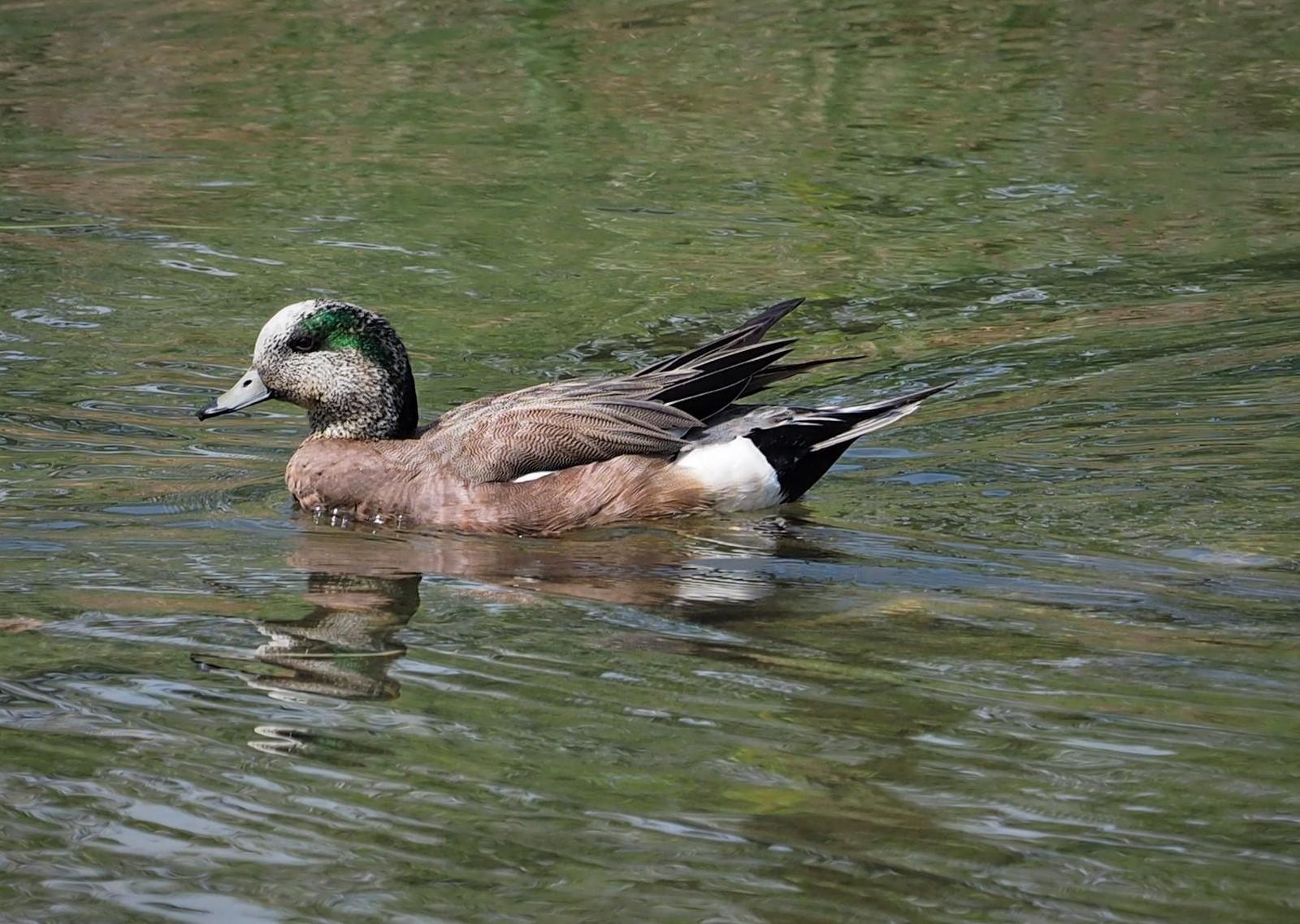 American Wigeon Photo by Colin Hill