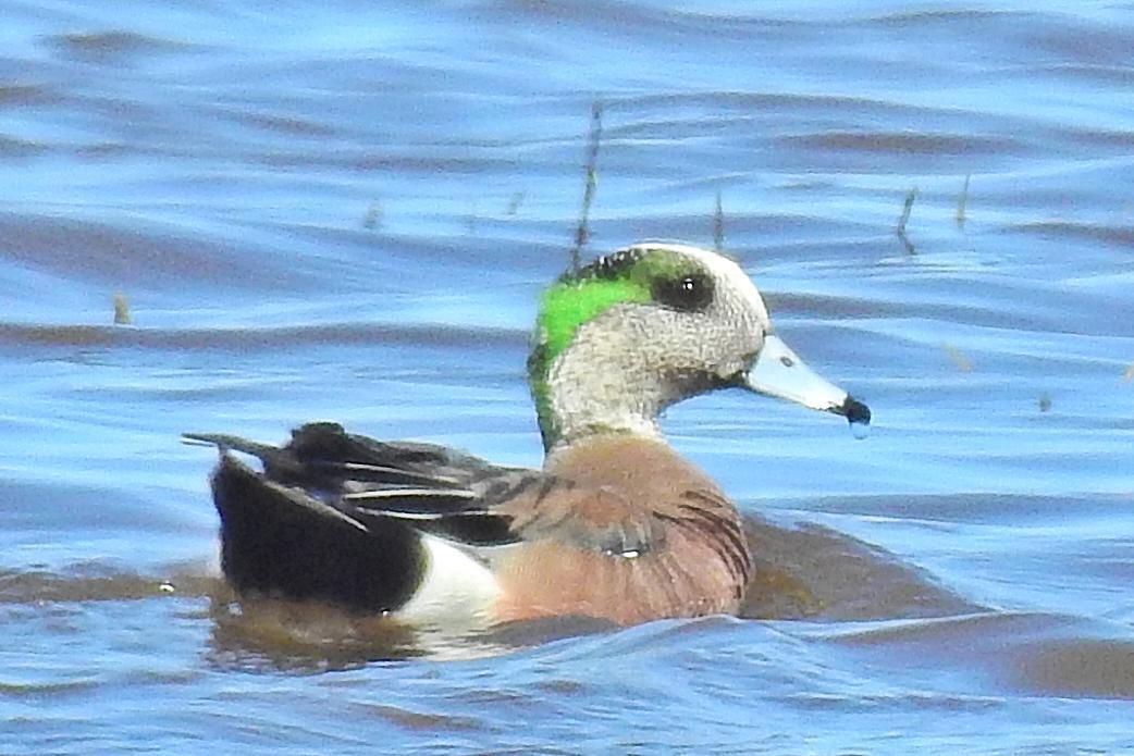 American Wigeon Photo by Enid Bachman