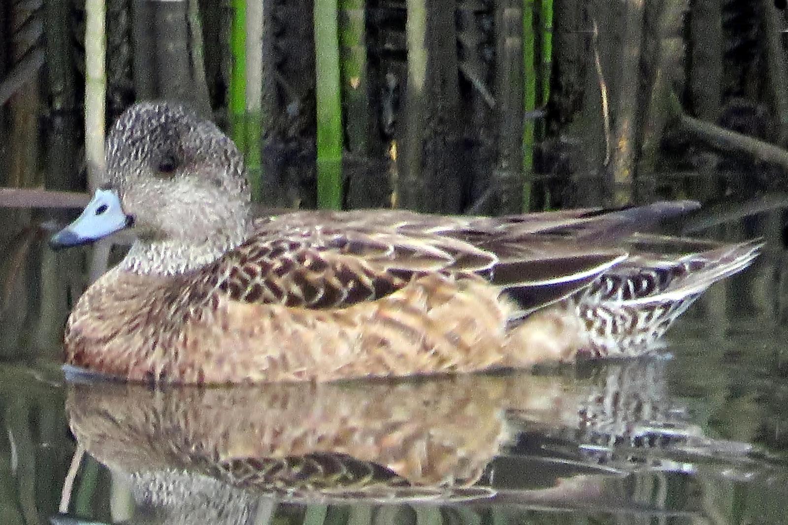 American Wigeon Photo by Bob Neugebauer