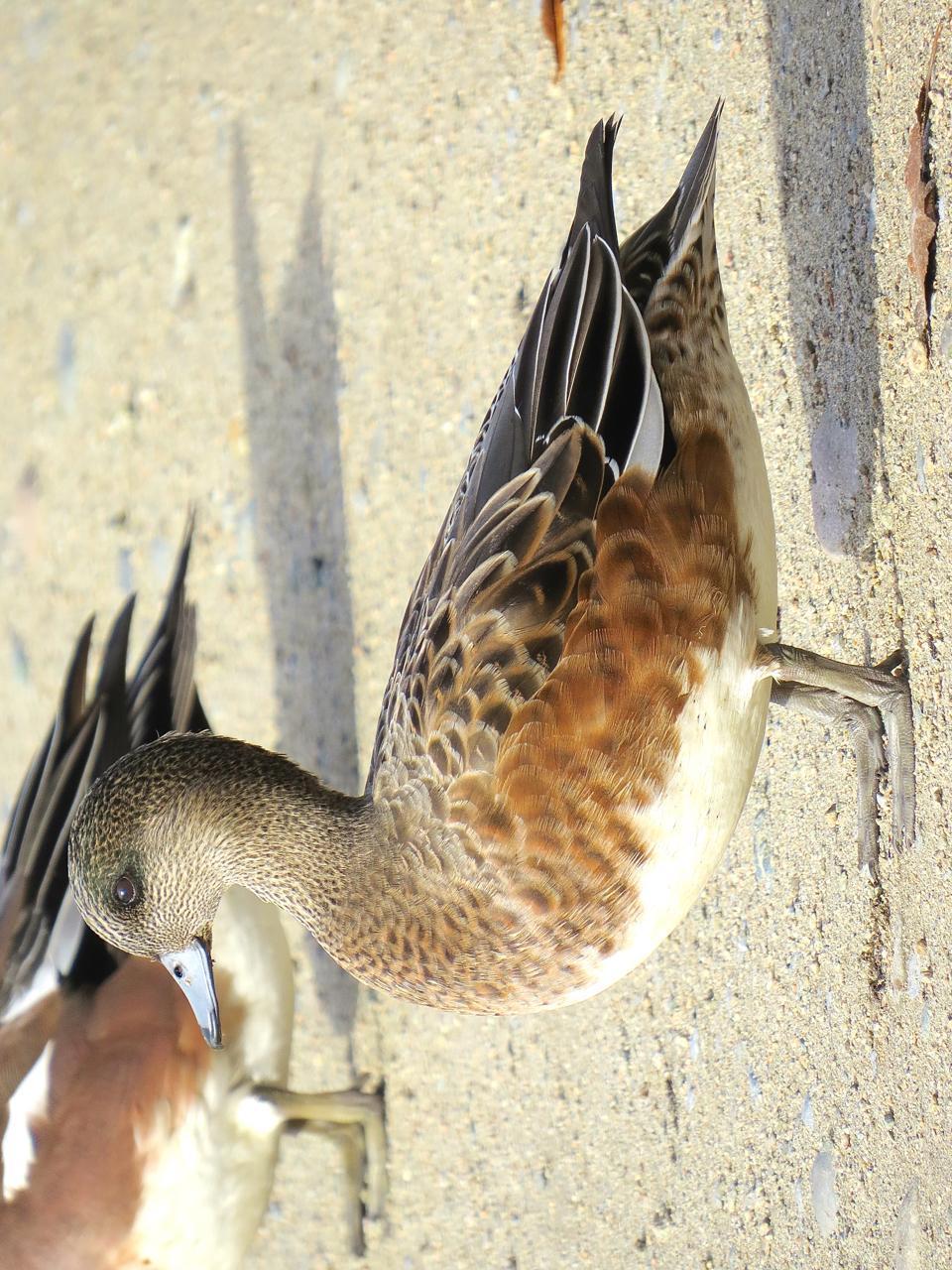American Wigeon Photo by Brian Avent