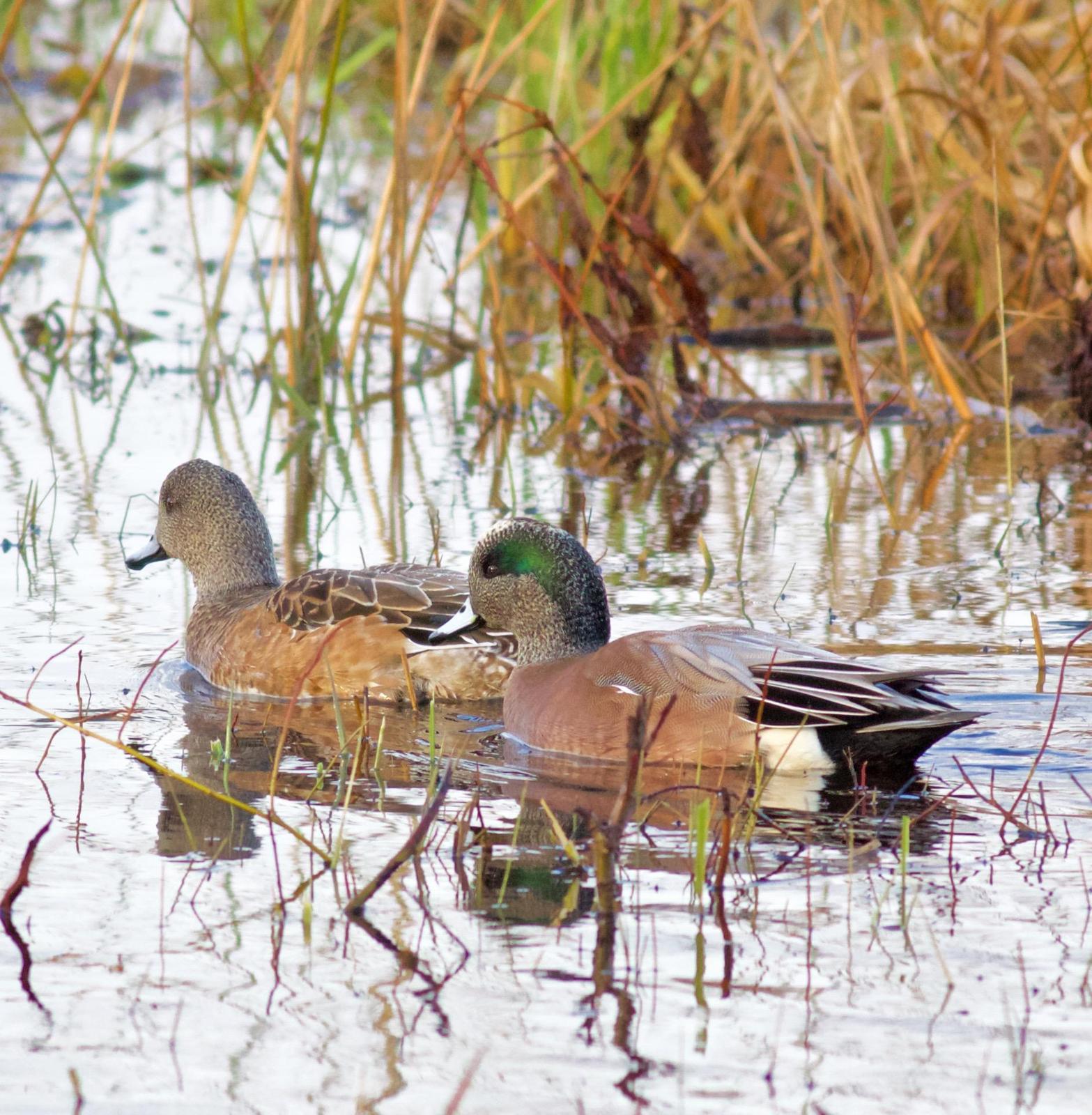 American Wigeon Photo by Kathryn Keith