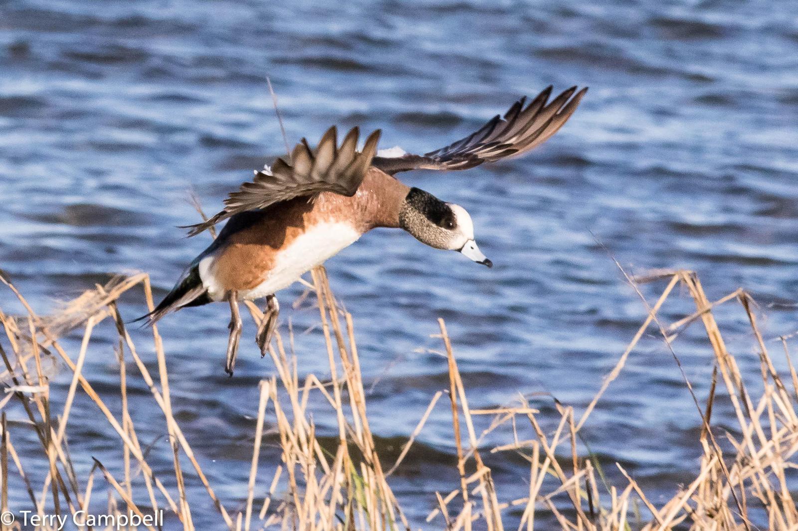 American Wigeon Photo by Terry Campbell