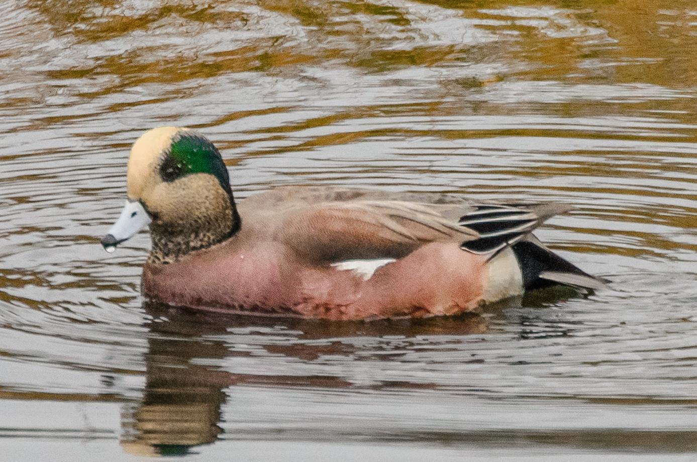 American Wigeon Photo by Scott Yerges