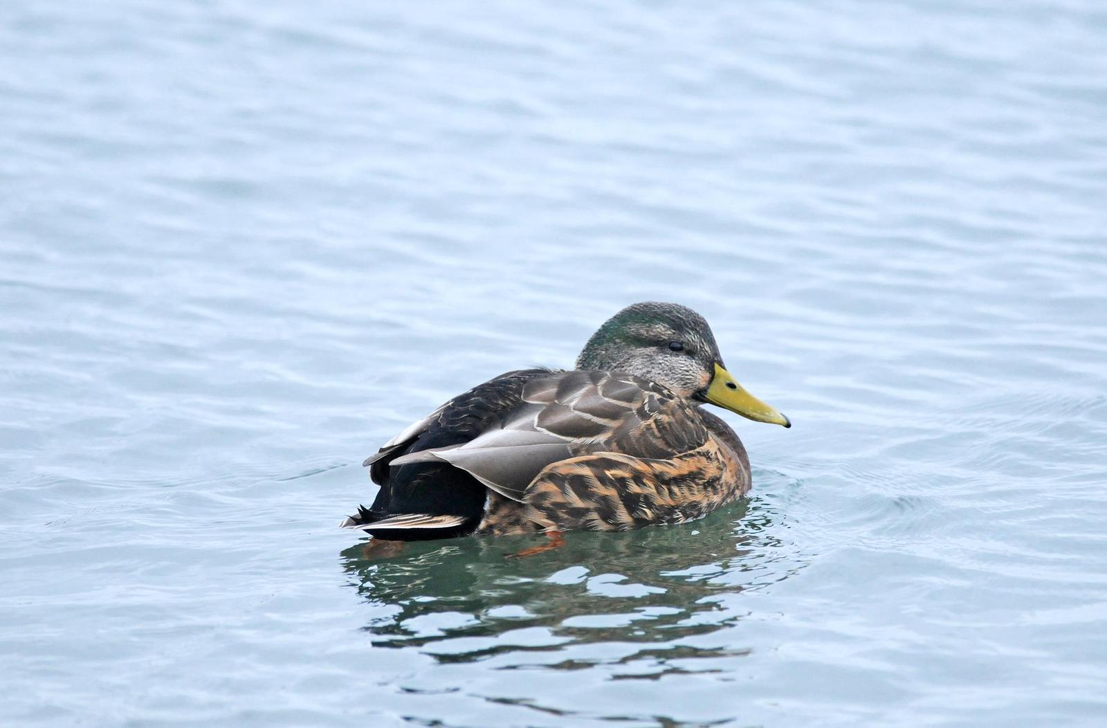 Mallard x American Black Duck (hybrid) Photo by Steven Mlodinow