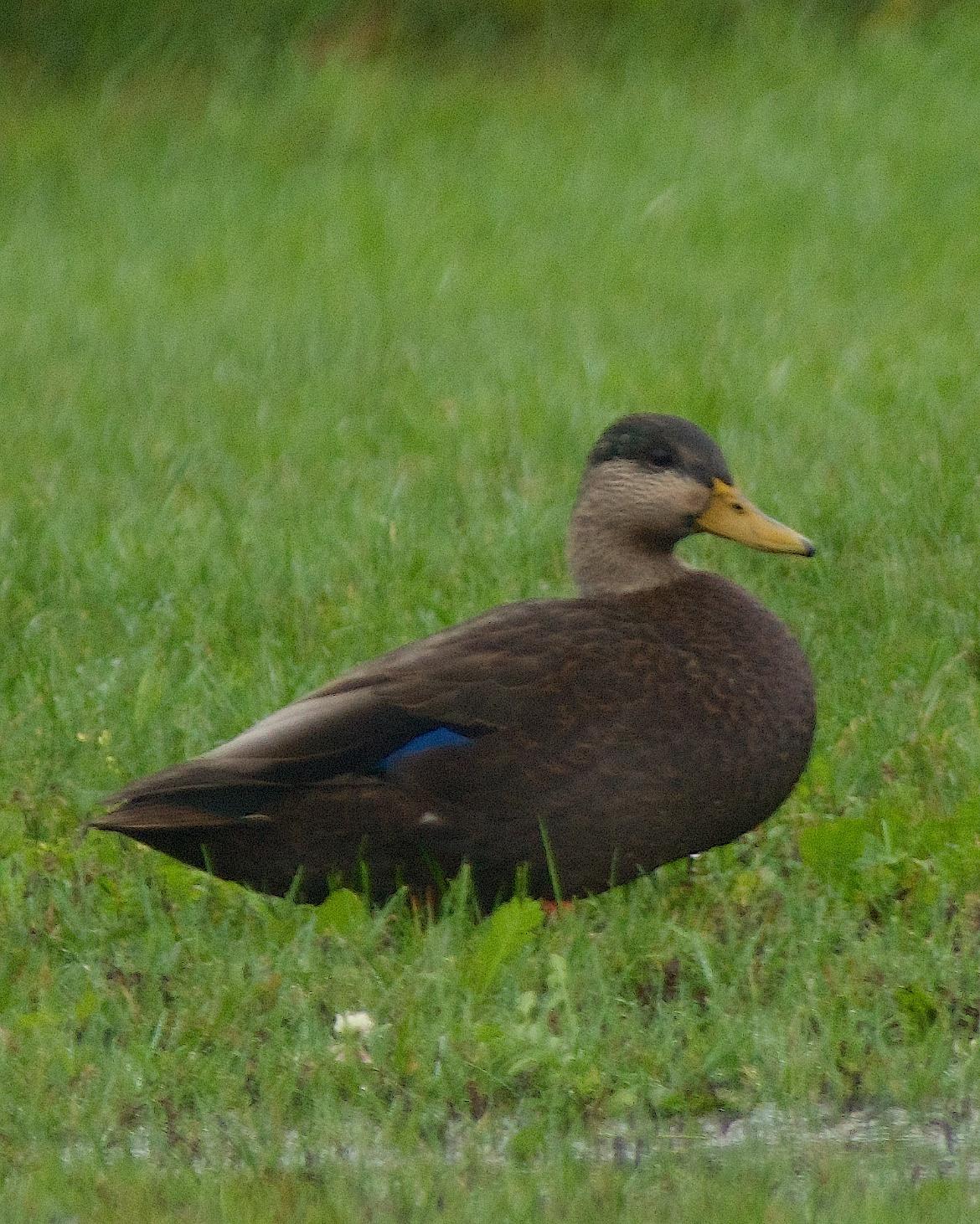 Mallard x American Black Duck (hybrid) Photo by Gerald Hoekstra