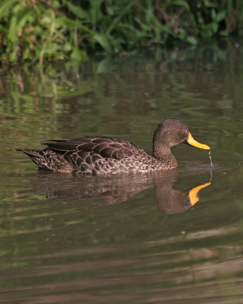 Yellow-billed Duck Photo by Arlene Ripley